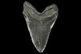 Monster, Fossil Megalodon Tooth - South Carolina #142364-2